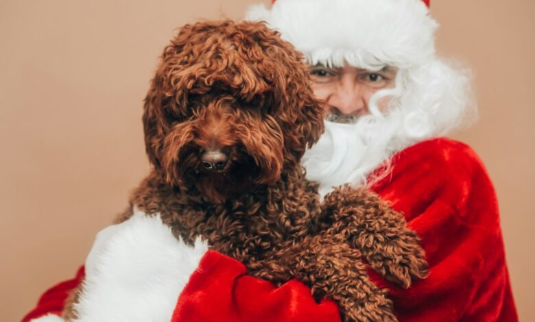 brown curly haired small dog on santa hat