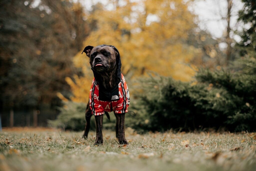 a black dog wearing a red and white jacket