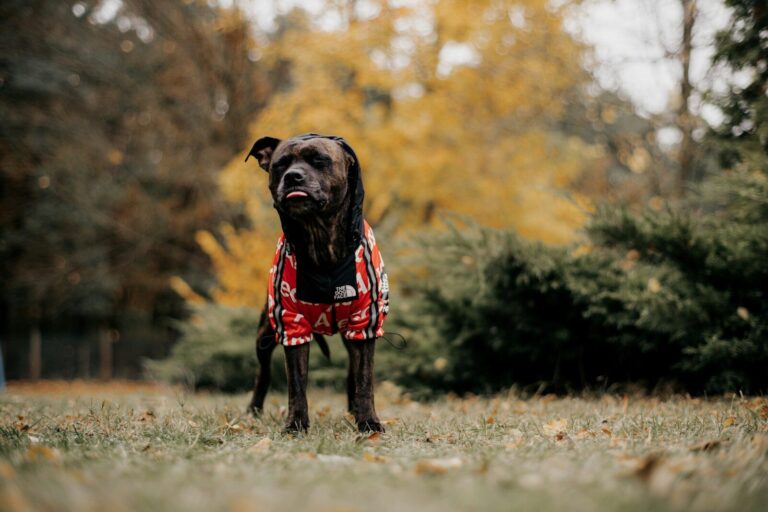 a black dog wearing a red and white jacket