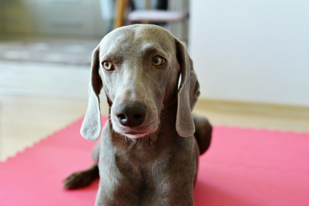 Poses for Paws at Etho Park