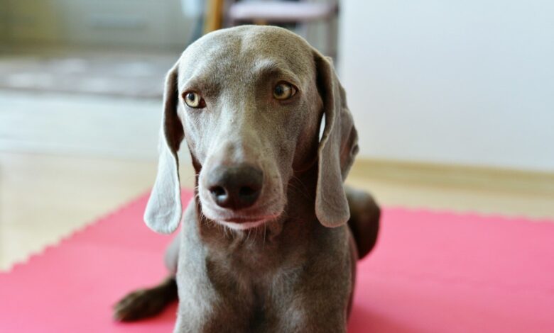 a dog sitting on a pink mat looking at the camera